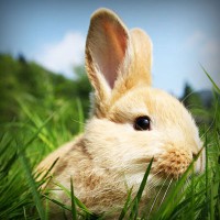 /album/hectors-website/photolia-a03-jpg/